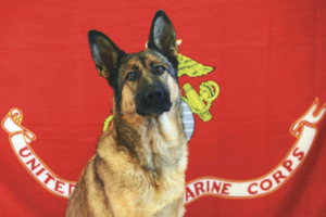 Lucca: Wounded Marines War Dog Warms Hearts